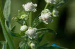 Santa Maria feverfew